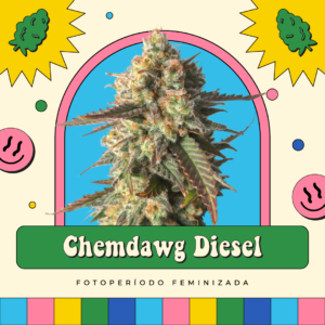 Chemdawg Diesel - Fotoperíodo
