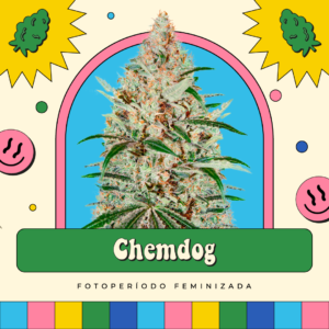 Chemdog - Fotoperíodo