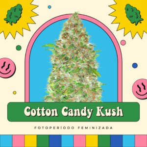 Cotton Candy Kush - Fotoperíodo