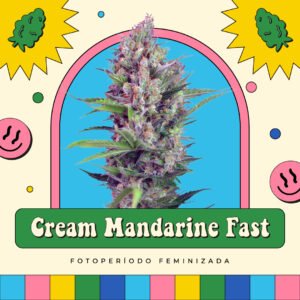 Cream Mandarine Fast Version - Fotoperíodo