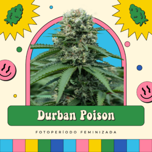 Durban Poison - Fotoperíodo