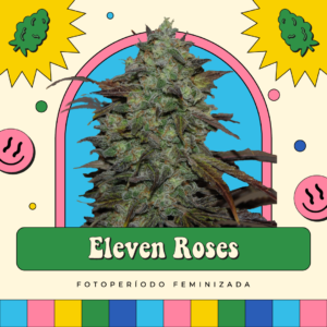 Eleven Roses - Fotoperíodo
