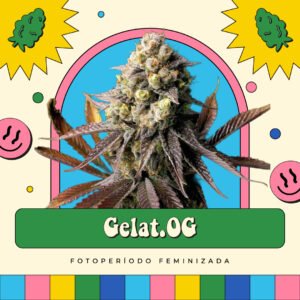 Gelat.OG - Fotoperíodo