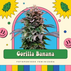 Gorilla Banana - Fotoperíodo
