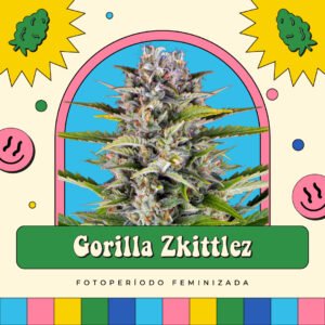 Gorilla Zkittlez - Fotoperíodo