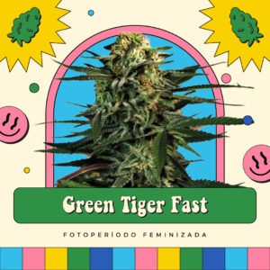 Green Tiger Fast Flowering - Fotoperíodo