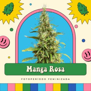 Manga Rosa - Fotoperíodo