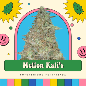 Melon Kali's - Fotoperíodo