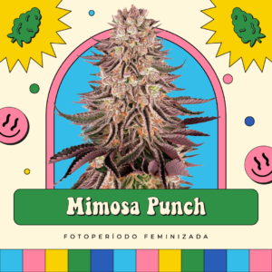 Mimosa Punch - Fotoperíodo