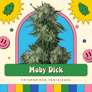 Moby Dick - Fotoperíodo