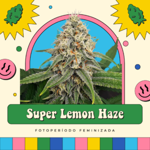 Super Lemon Haze - Fotoperíodo
