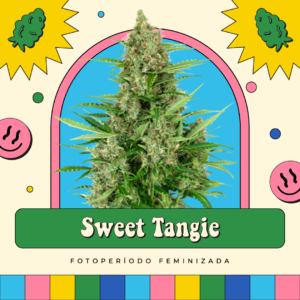 Sweet Tangie - Fotoperíodo