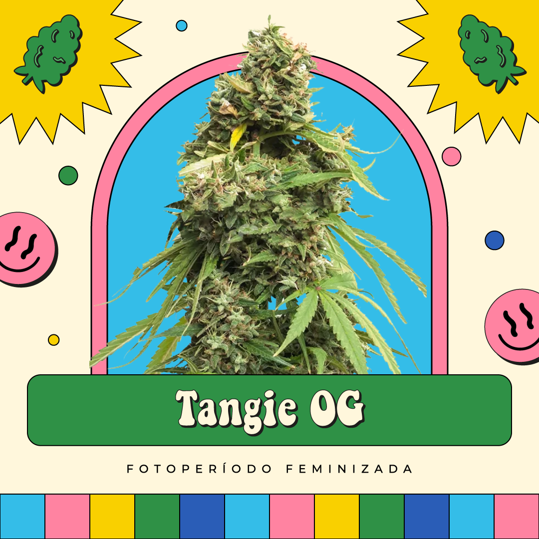 Tangie OG - Fotoperíodo