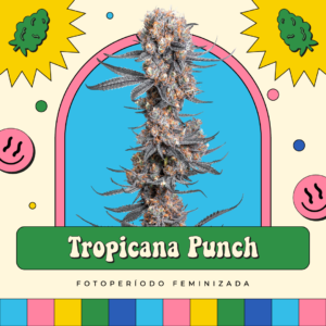 Tropicana Punch - Fotoperíodo