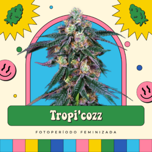 Tropic'ozz - Fotoperíodo