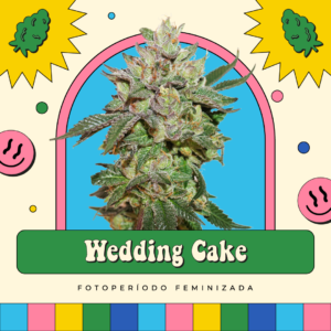 Wedding Cake - Fotoperíodo