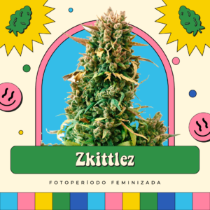 Zkittlez - Fotoperíodo