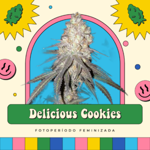 Delicious Cookies - Fotoperíodo
