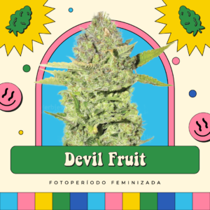 Devil Fruit - Fotoperíodo