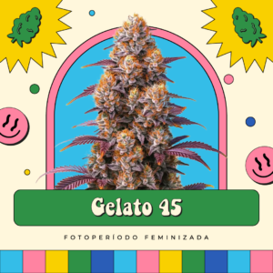 Gelato 45 - Fotoperíodo