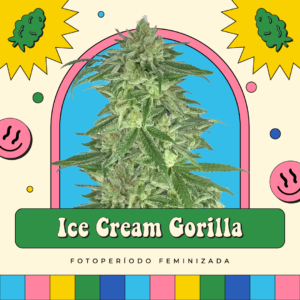 Ice Cream Gorilla - Fotoperíodo