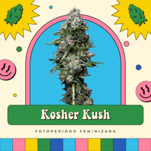 Kosher Kush - Fotoperíodo