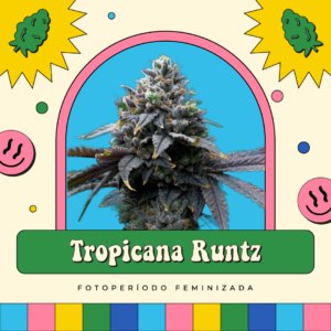 Tropicana Runtz - Fotoperíodo