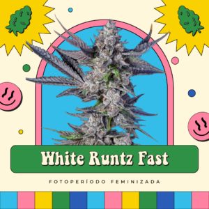 White Runtz Fast - Fotoperíodo