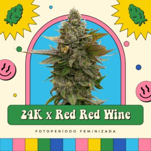 24K x Red Red Wine - Fotoperíodo