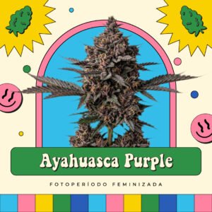 Ayahuasca Purple - Fotoperíodo