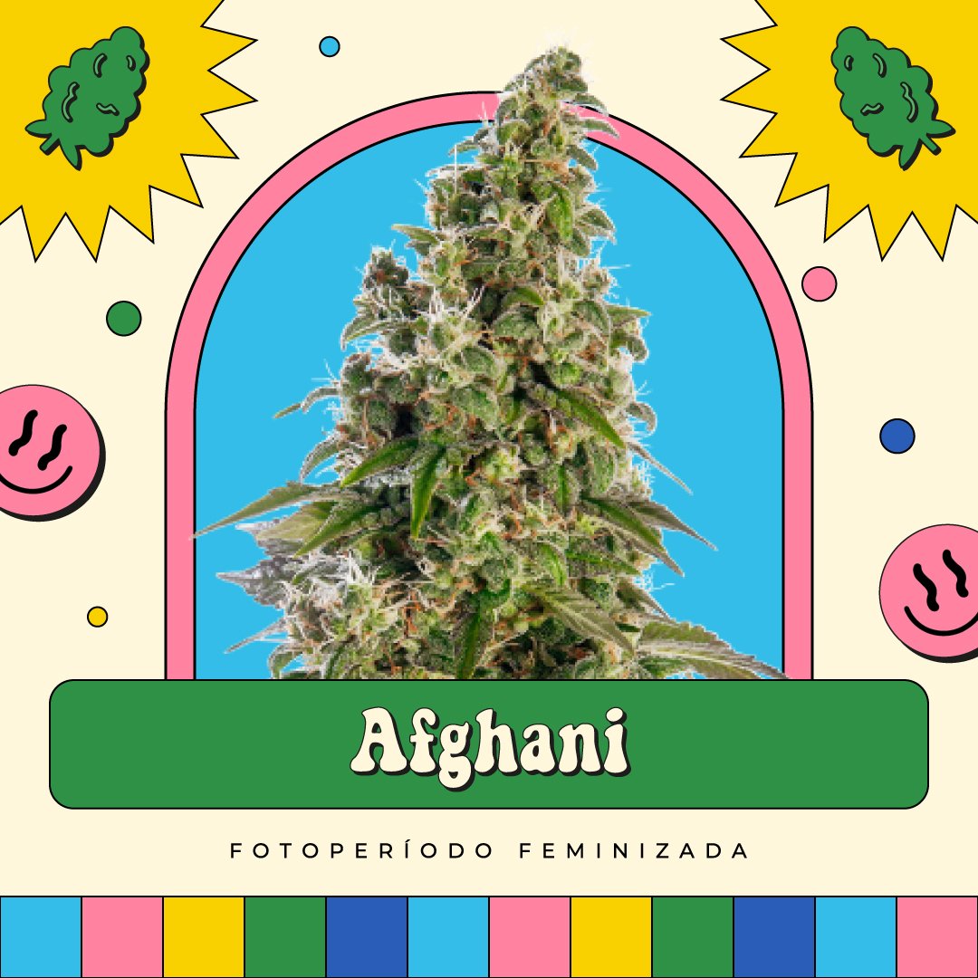 Afghani – Fotoperíodo