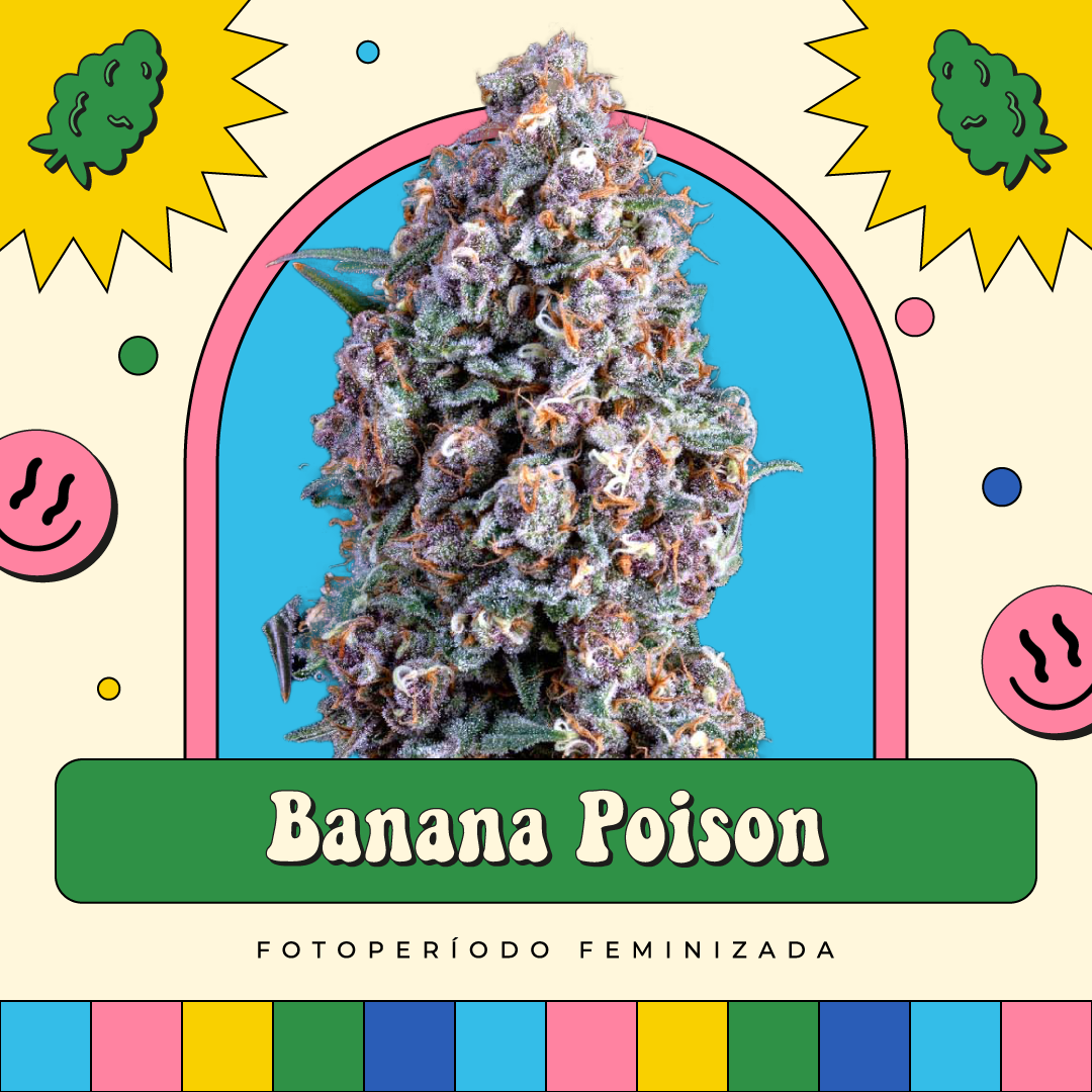 Banana Poison – Fotoperíodo