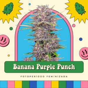 Banana Purple Punch - Fotoperíodo