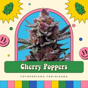 Cherry Poppers  - Fotoperíodo