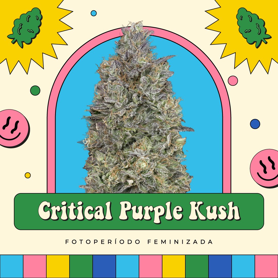 Critical Purple Kush – Fotoperíodo