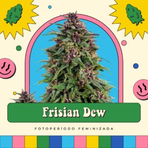 Frisian Dew - Fotoperíodo