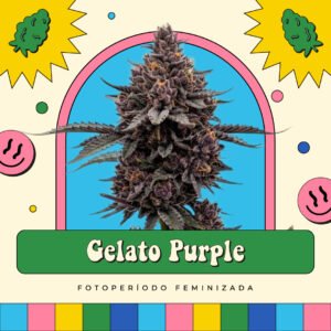 Gelato Purple - Fotoperíodo