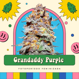 Grandaddy Purple  - Fotoperíodo