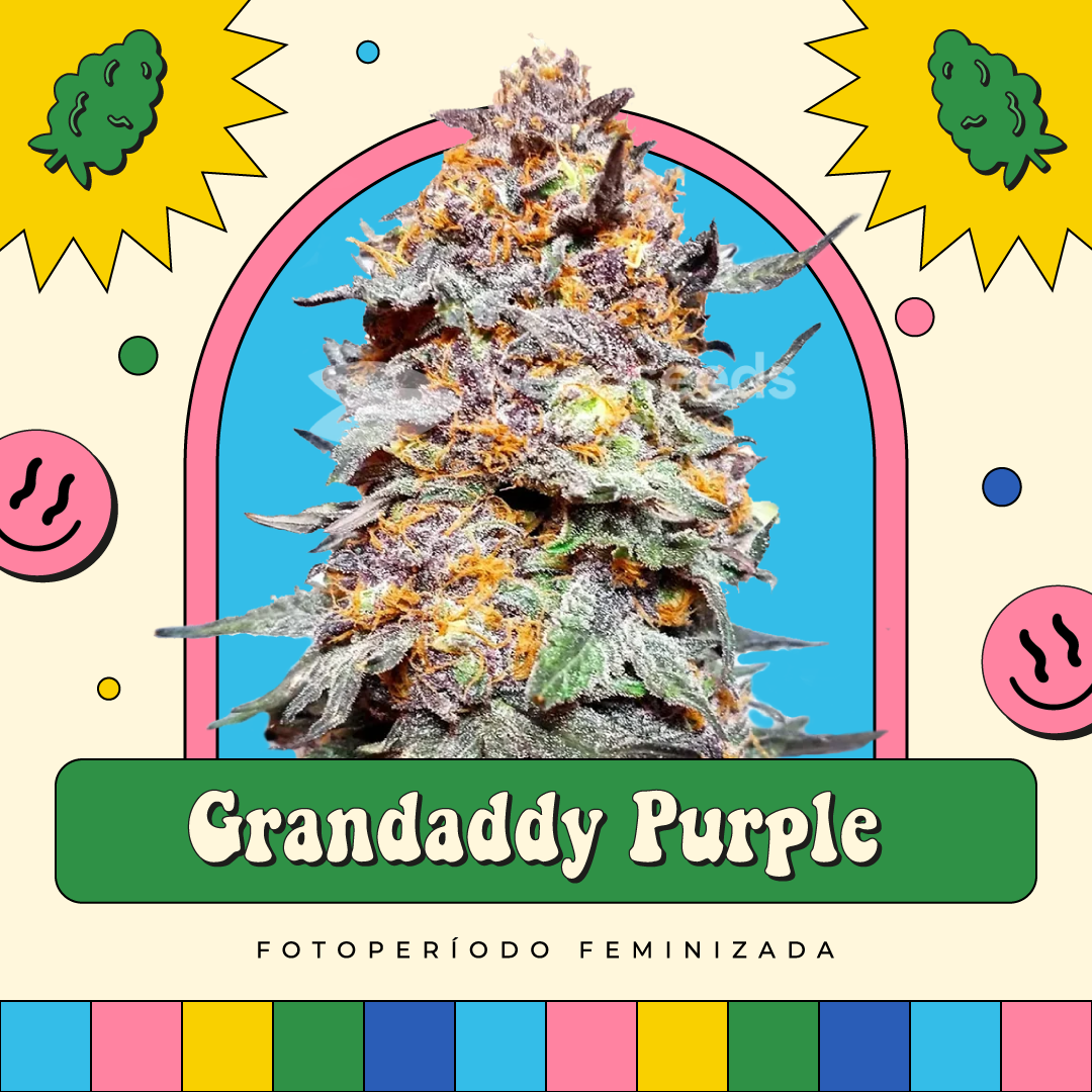 Grandaddy Purple  – Fotoperíodo