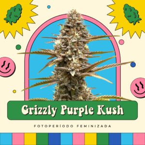 Grizzly Purple Kush - Fotoperíodo