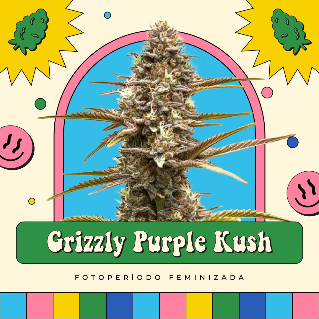 Grizzly Purple Kush – Fotoperíodo