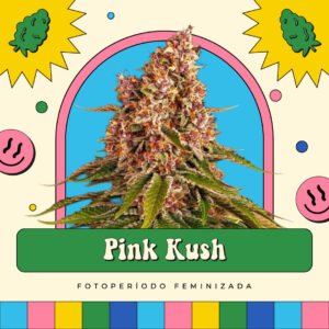 Pink Kush - Fotoperíodo