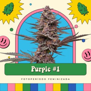 Purple #1 - Fotoperíodo