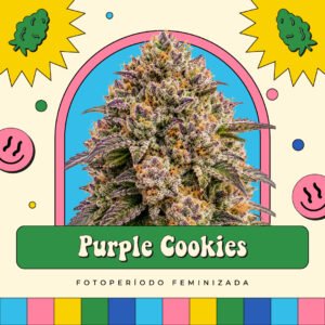 Purple Cookies - Fotoperíodo