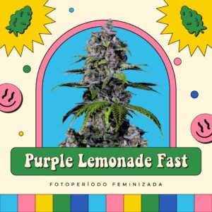 Purple Lemonade Fast - Fotoperíodo