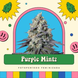 Purple Mintz - Fotoperíodo