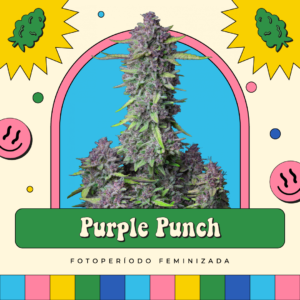 Purple Punch - Fotoperíodo