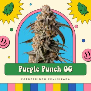 Purple Punch OG - Fotoperíodo