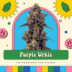 Purple Urkle - Fotoperíodo