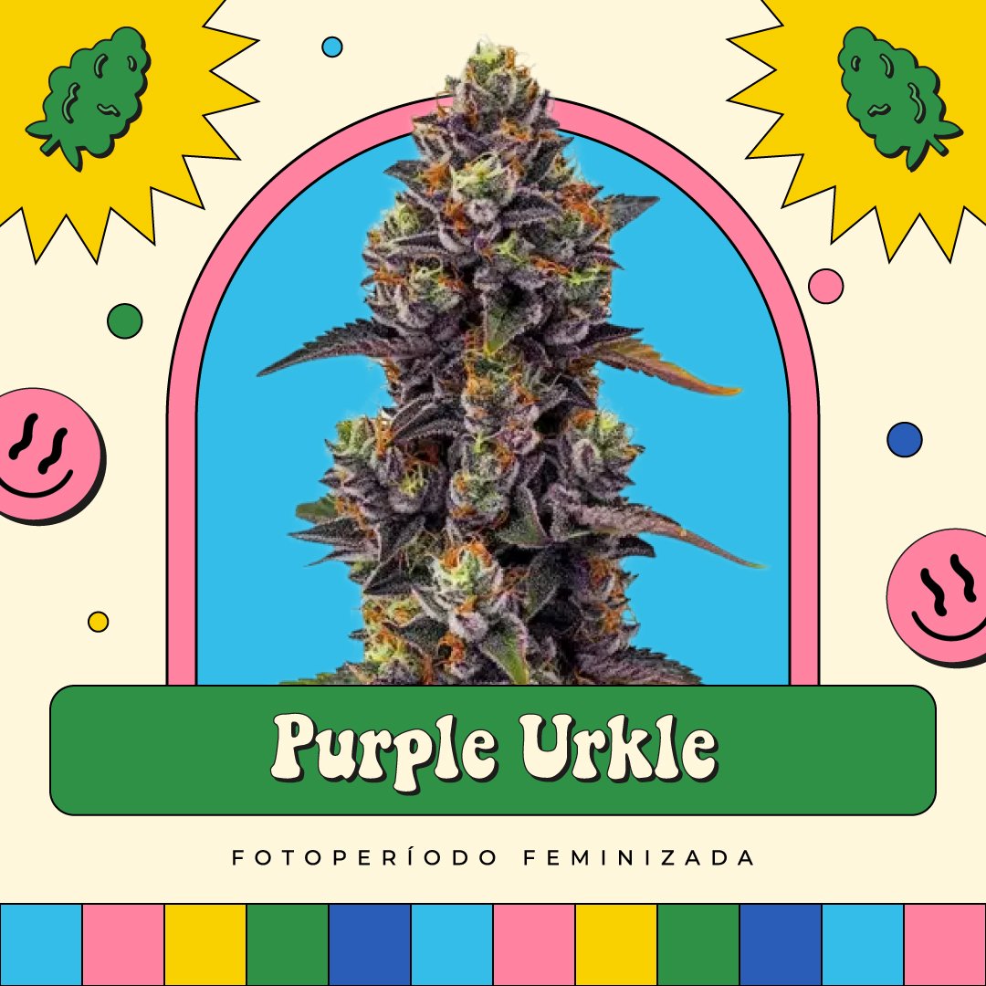 Purple Urkle – Fotoperíodo